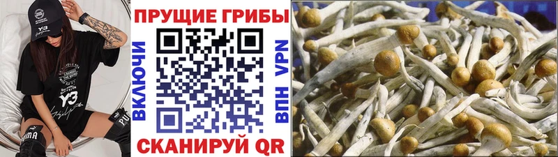 Псилоцибиновые грибы GOLDEN TEACHER  Купить закладки  Горячий Ключ 